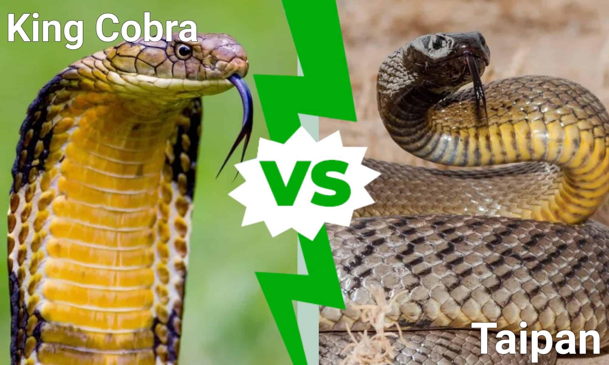 King Cobra vs Taipan: chi vincerebbe in un combattimento?