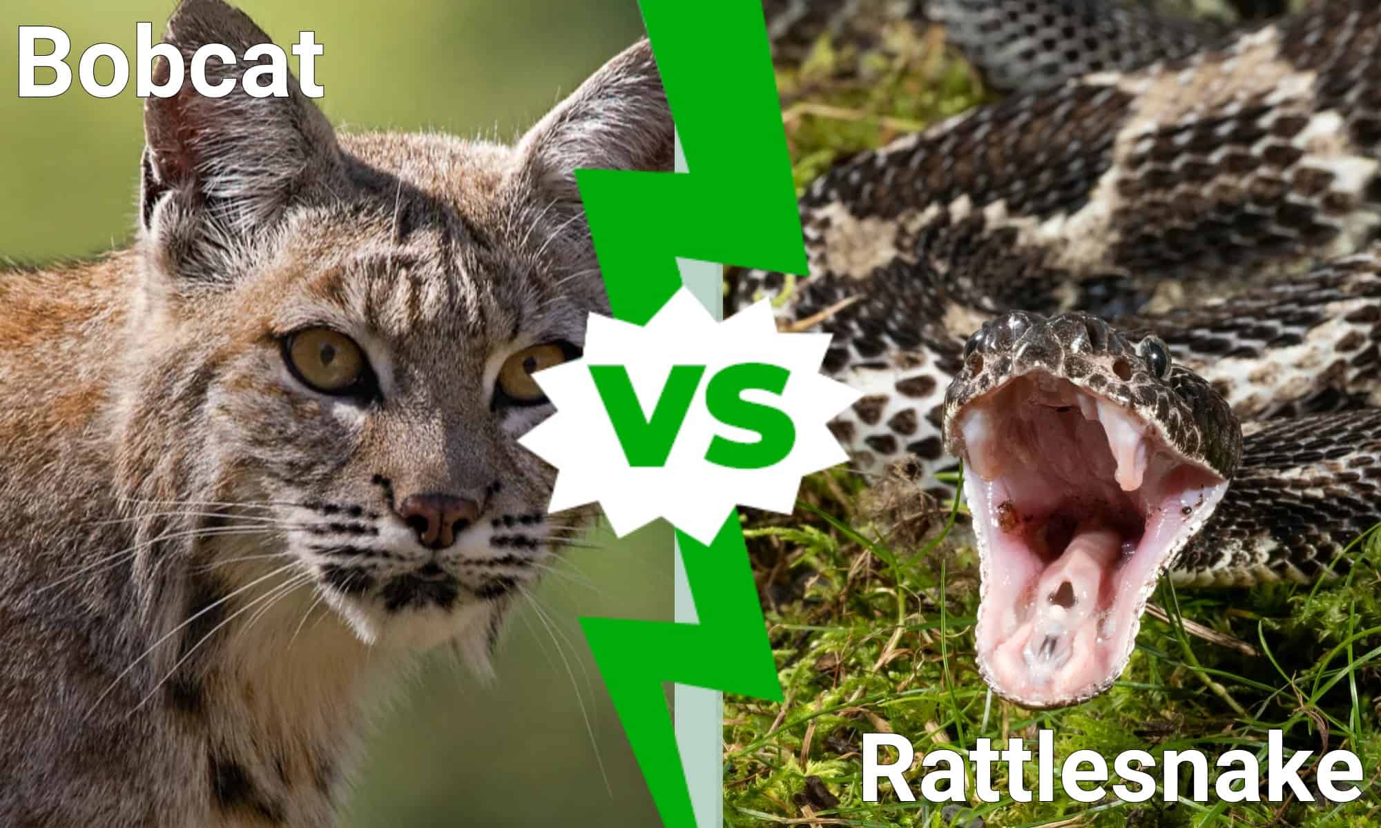 Bobcat vs Rattlesnake: chi vincerebbe il combattimento?