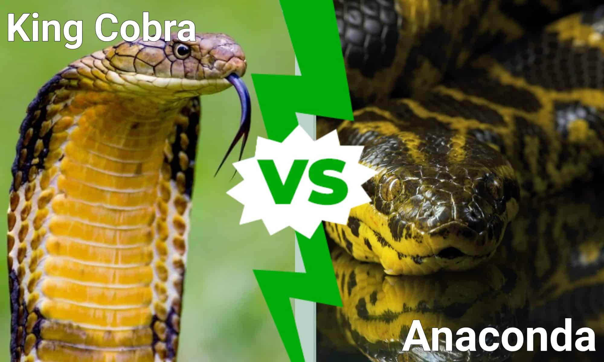 King Cobra vs Anaconda: chi vincerebbe in un combattimento?