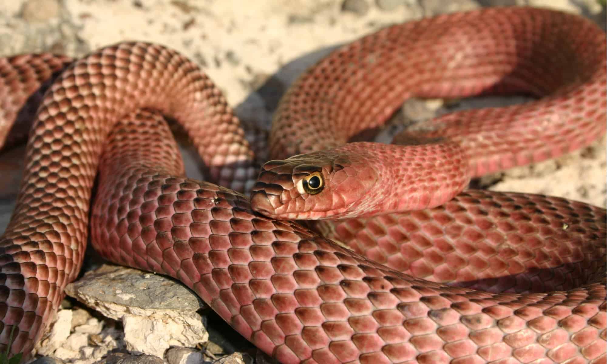 Coachwhip Snake vs Copperhead: 13 differenze importanti