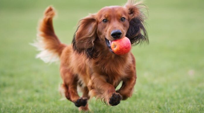 Bassotto standard vs bassotto nano: 5 differenze
