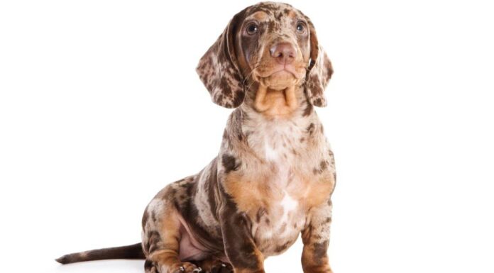 Bassotto vs Doxin: c'è differenza?
