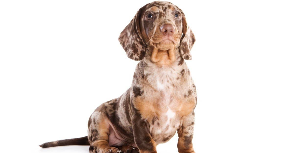 Bassotto vs Doxin: c'è differenza?