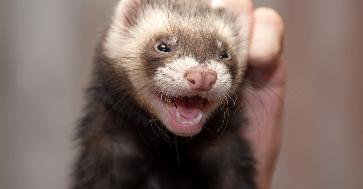 Quanto è comune la malattia surrenale nei furetti?