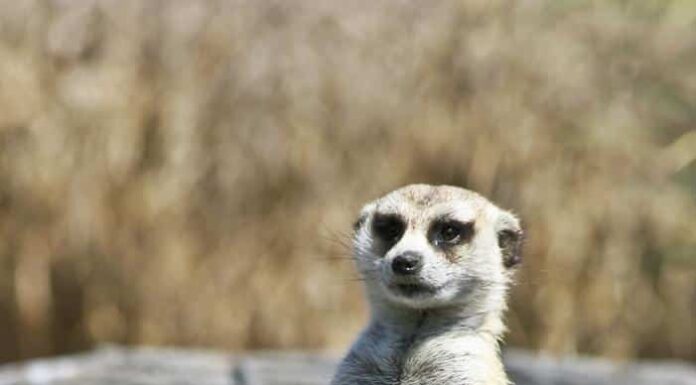 Mangusta vs Meerkat: 5 differenze chiave
