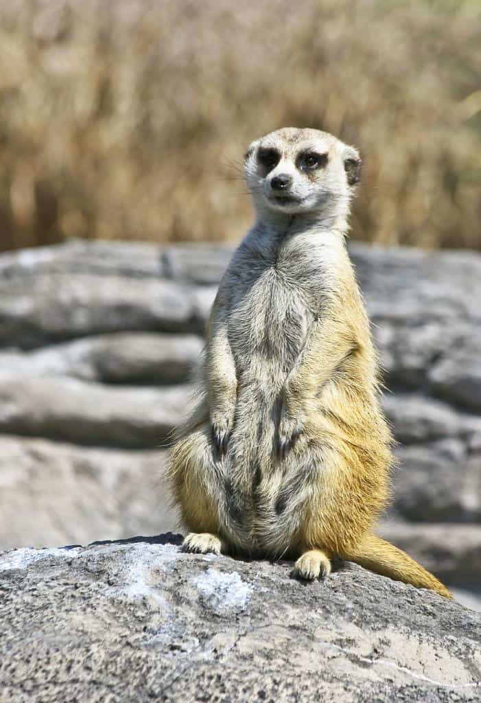 Mangusta vs Meerkat: 5 differenze chiave