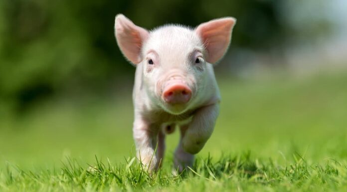 mini pig