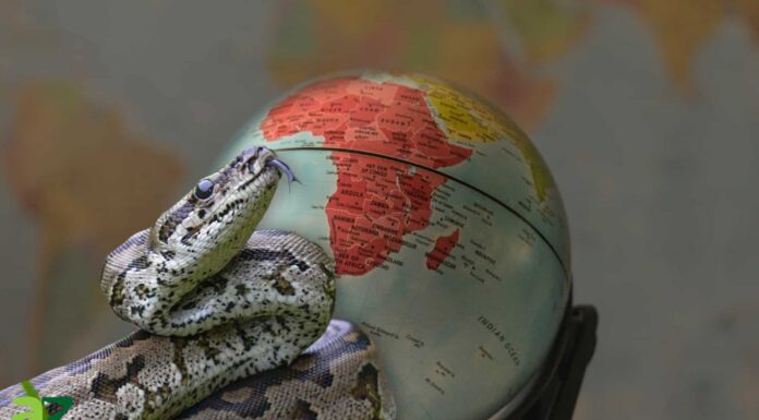 I 10 serpenti più grandi dell'Africa
