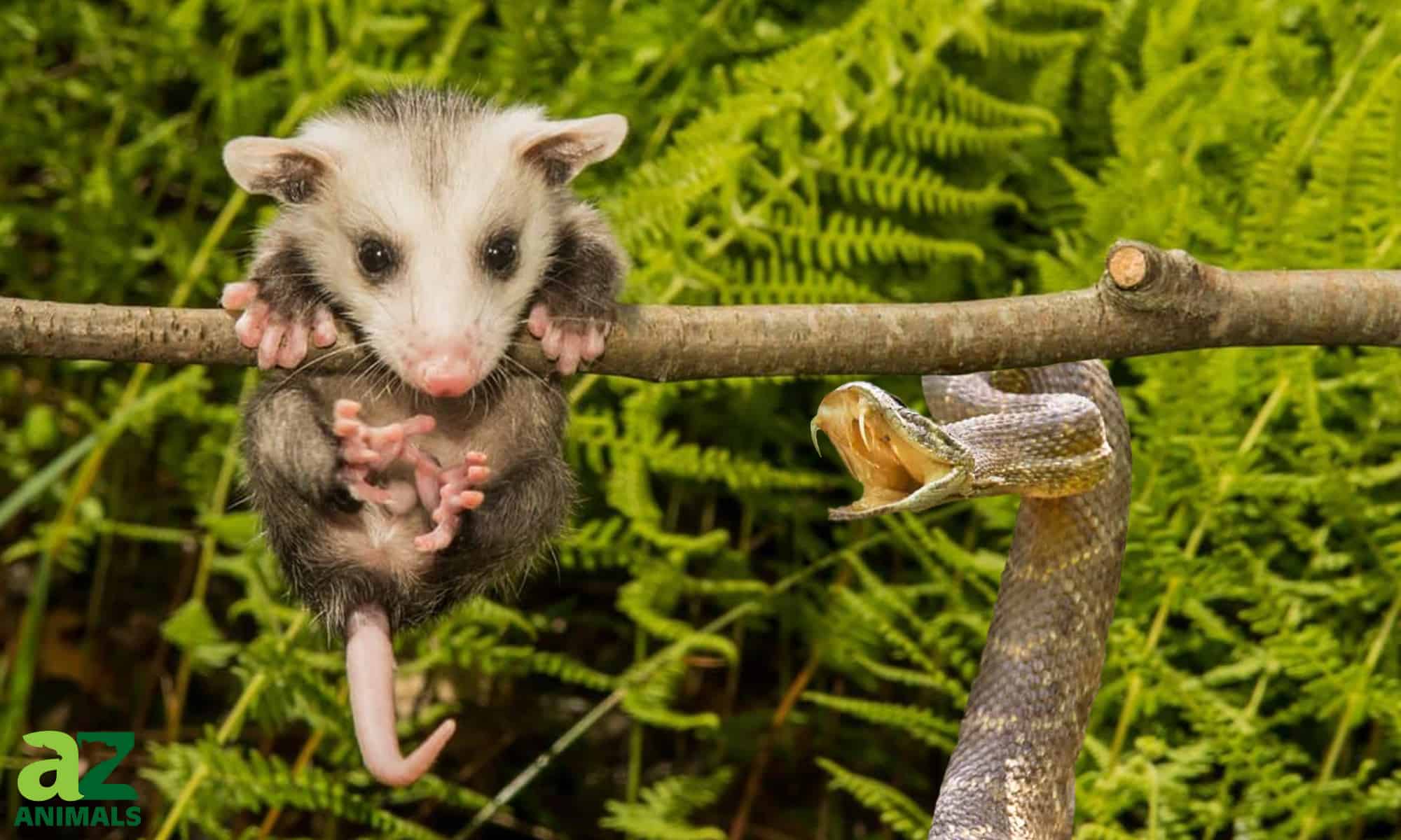 Scopri l'unico animale che può sopravvivere a 80 morsi di serpente a sonagli!