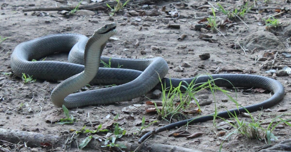 Black Mamba vs Rattlesnake: chi vincerebbe in un combattimento?