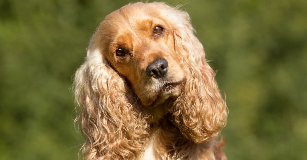 Durata della vita di Cocker Spaniel: quanto tempo vivono i Cocker Spaniel?