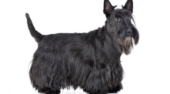 Scottish Terrier vs Schnauzer: quali sono le differenze?
