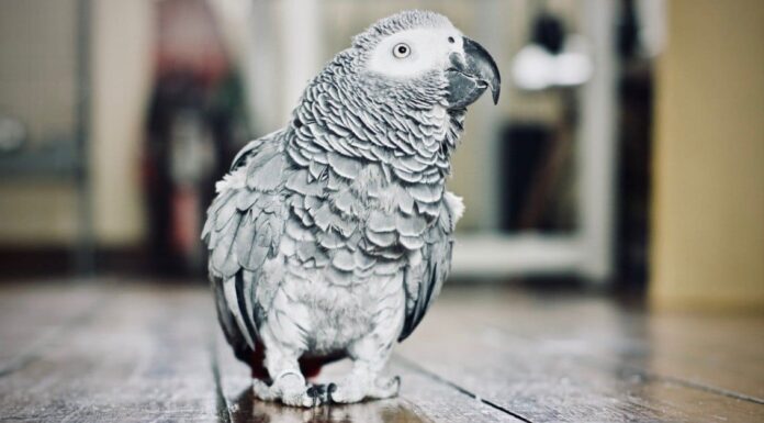 A The Best Nest Boxes Birds Will Actually Use for 2022