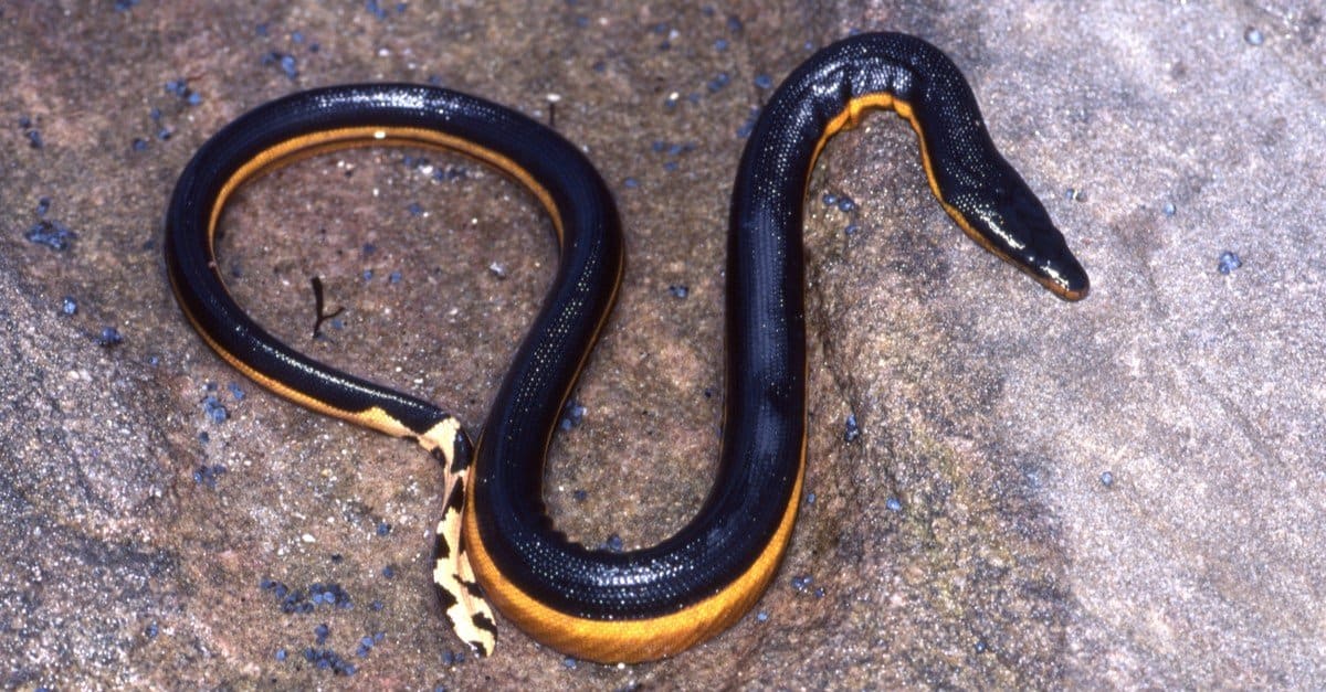 Serpente giapponese: quali serpenti vivono in Giappone?