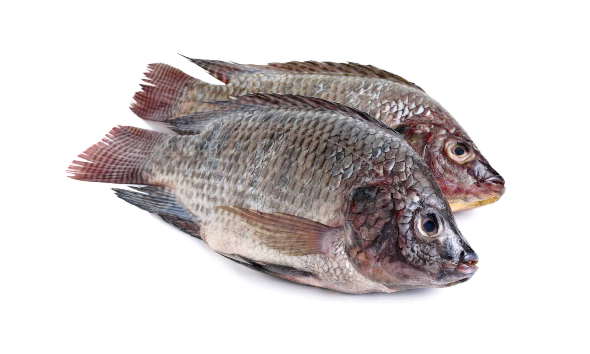 Flounder vs Tilapia: come sono diversi?