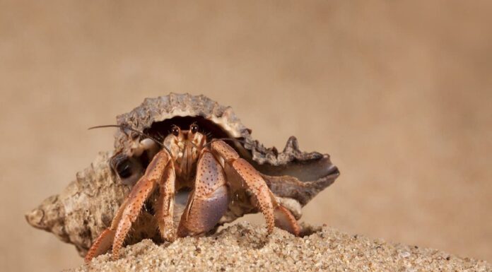 Predatori di granchi: cosa mangia i granchi?
