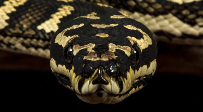 10 serpenti in Australia
