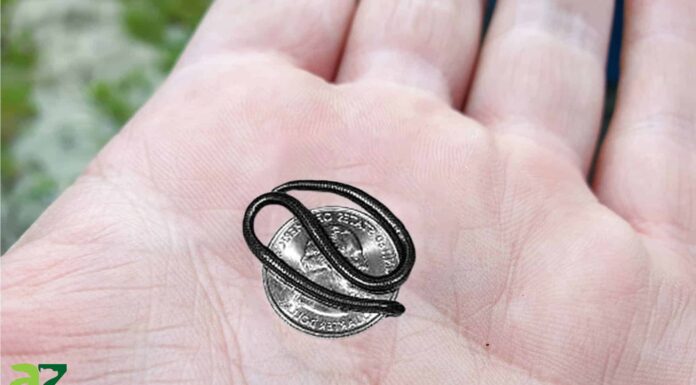 10 serpenti che rimangono piccoli: uno può rannicchiarsi su un quarto!
