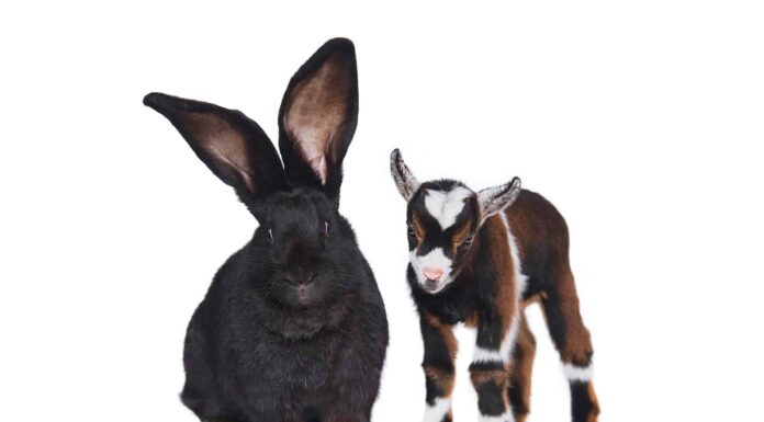 Conigli giganti continentali e fiamminghi: differenze chiave per distinguerli
