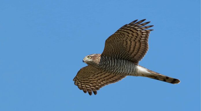 Predatori di falchi: cosa mangia i falchi?
