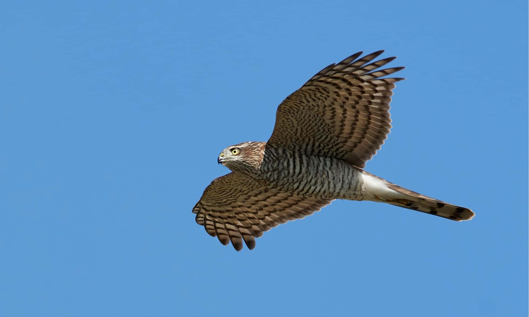 Predatori di falchi: cosa mangia i falchi?