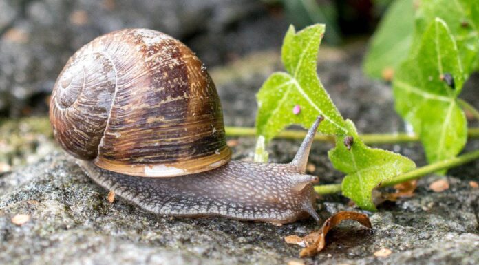 Predatori di lumache: cosa mangia le lumache? 
