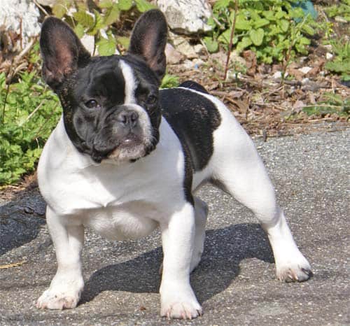 Boston Terrier vs Bulldog francese: quali sono le differenze?