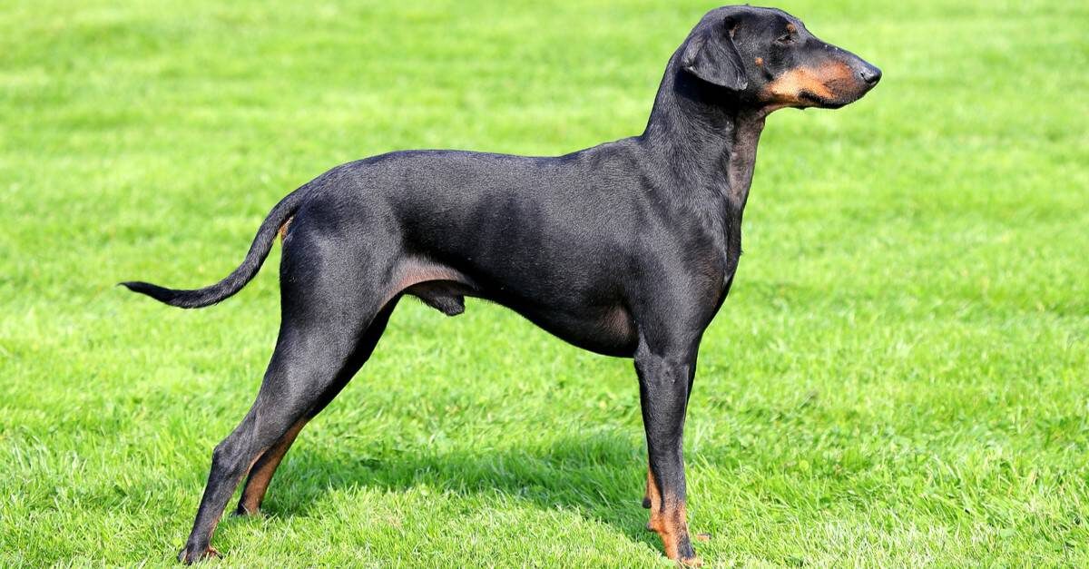 Manchester Terrier vs Pinscher nano: quali sono le differenze?