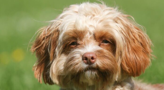 Cavapoo vs Goldendoodle: come sono diversi?
