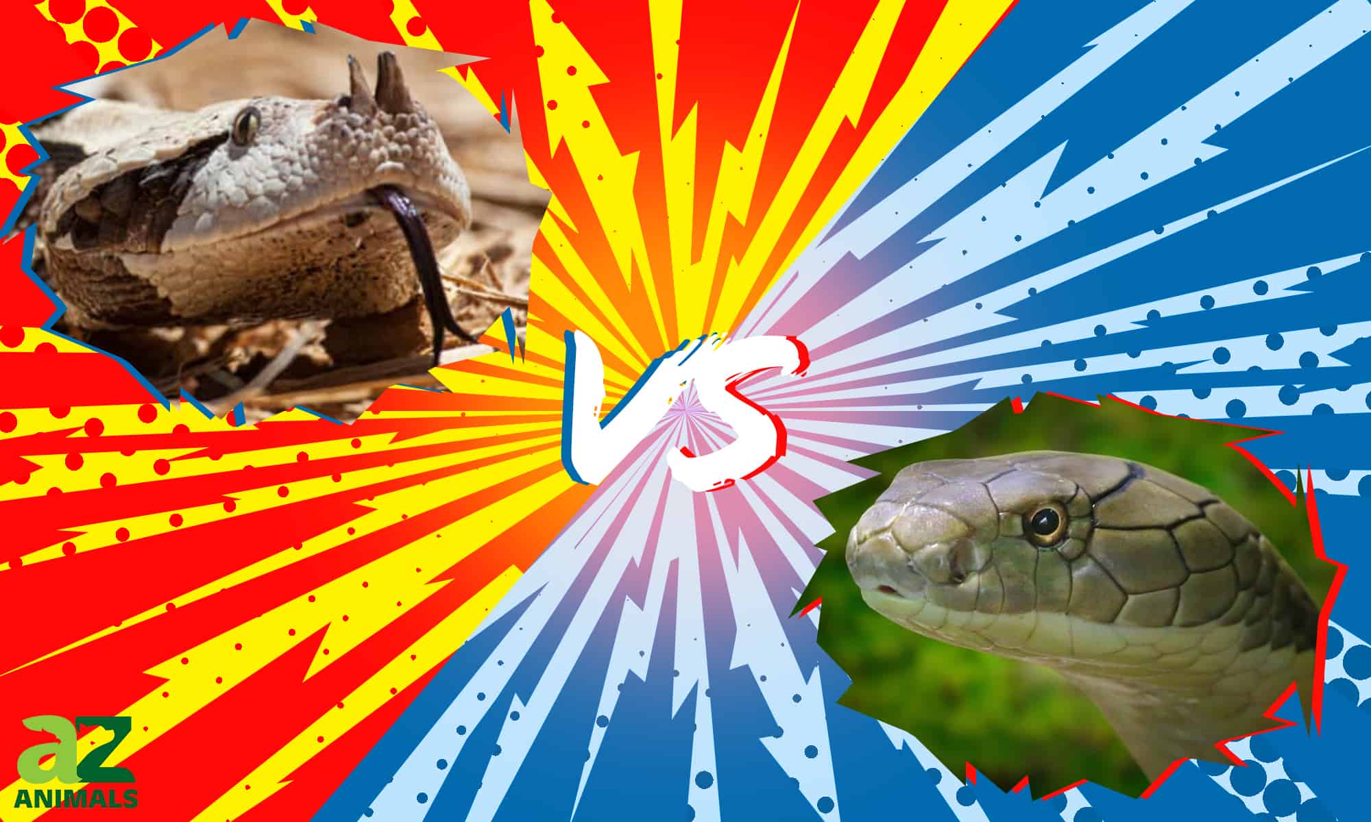 Gaboon Viper vs King Cobra: qual è la differenza?