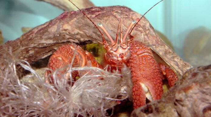 Durata della vita del granchio: quanto tempo vivono i granchi?
