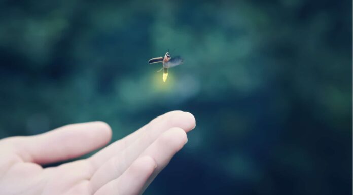Durata della vita delle lucciole: quanto tempo vivono le lucciole?
