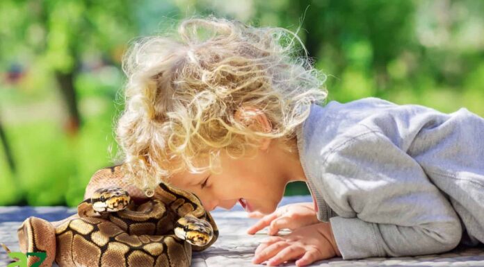 Scopri i 6 serpenti più sicuri da tenere
