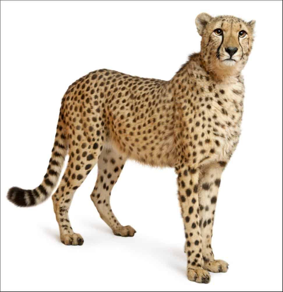Usain Bolt vs Cheetah: chi vincerebbe?