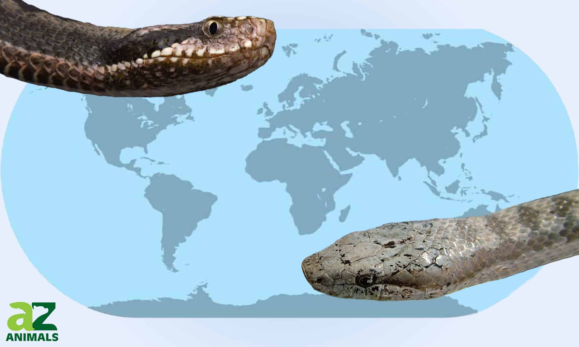 Incontra gli 8 serpenti più rari del mondo