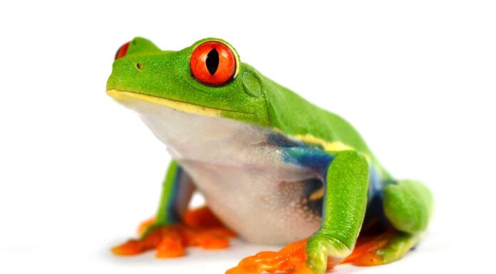 Predatori di rane: cosa mangia le rane?
