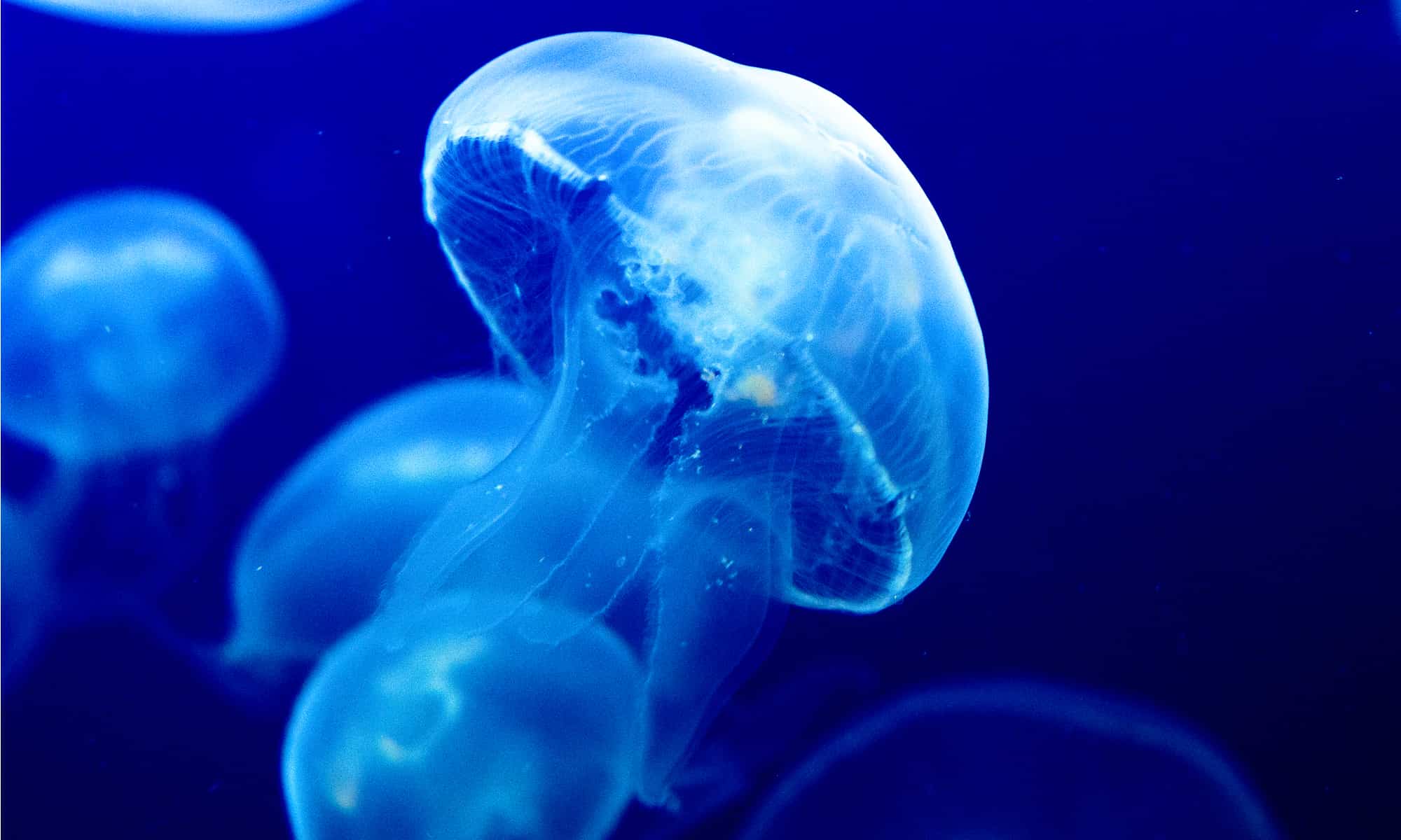 Predatori di meduse: cosa mangia le meduse?