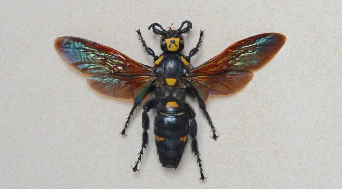 Predatori di vespe: cosa mangia le vespe?
