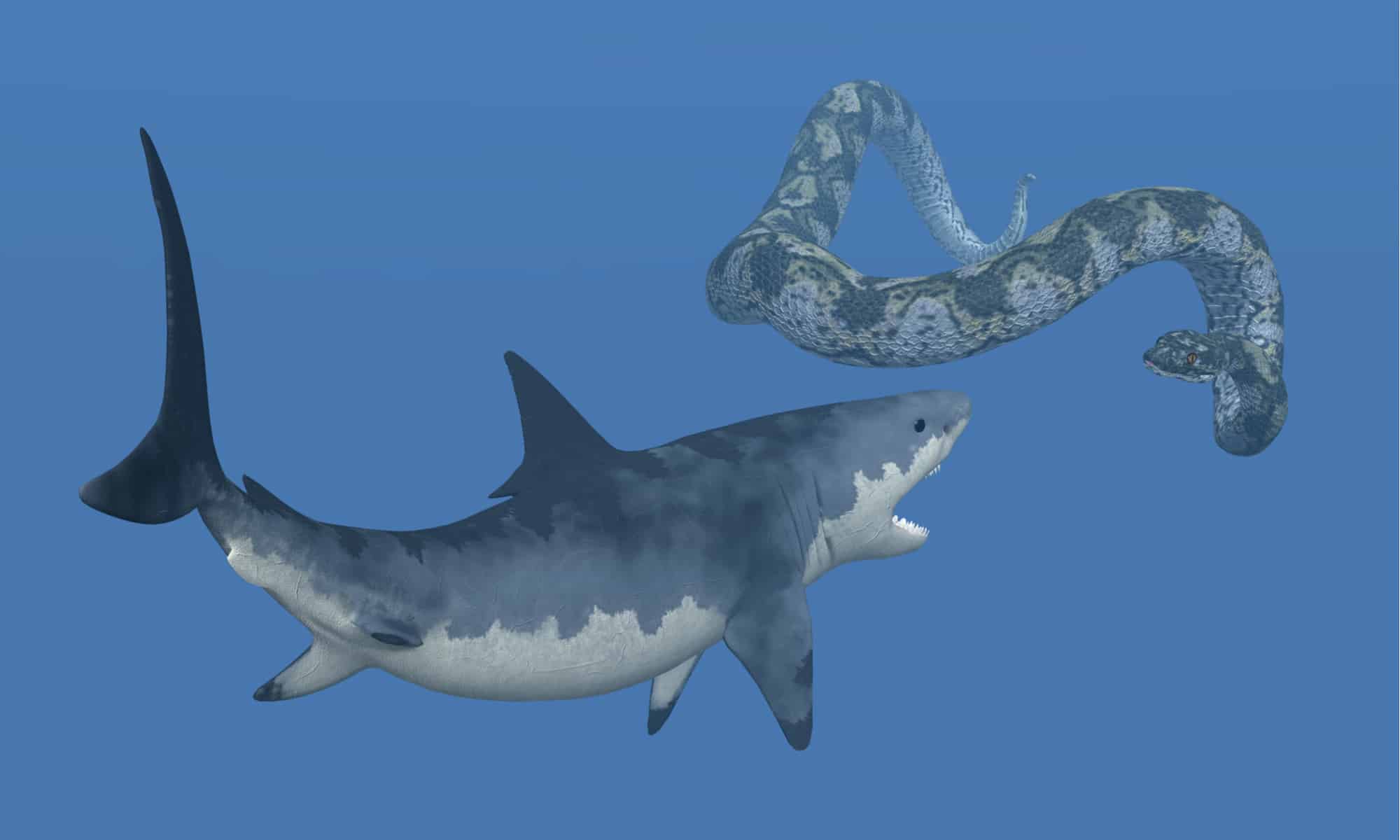 Titanoboa vs Megalodon: chi vincerebbe in un combattimento?