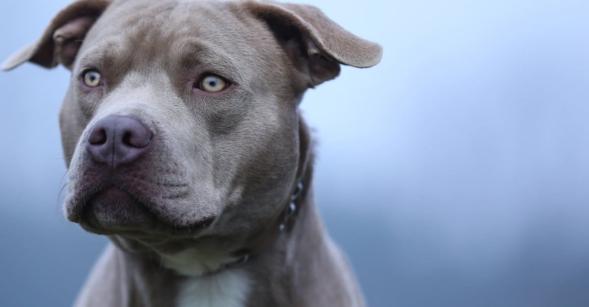 Staffordshire Bull Terrier vs Pitbull: quali sono le differenze?