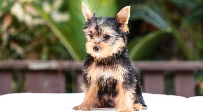 Yorkie vs Shih Tzu: quali sono le 8 differenze chiave?
