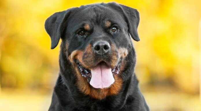 Rottweiler vs pastore tedesco: quali sono le loro differenze?
