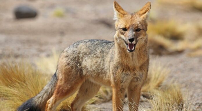 Predatori di volpe: cosa mangia le volpi?
