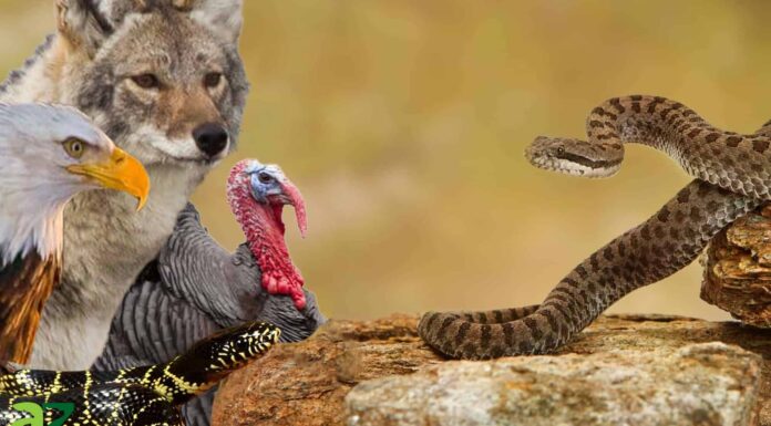 11 animali che cacciano i serpenti a sonagli
