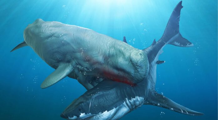 Livyatan vs Megalodon