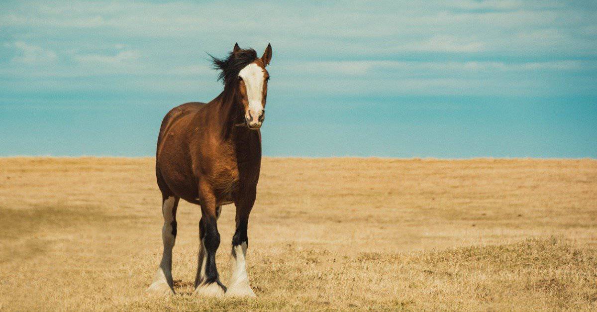 Shire Horse VS The Clydesdale: come puoi sapere quale è quale?