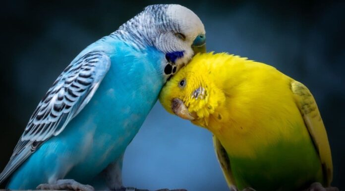  Cosa mangiano i pappagallini (pappagallini)?  Spiegazione della loro dieta
