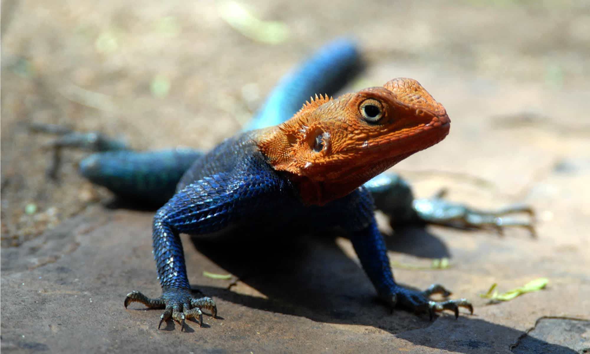 Invasive Lizards - African Red-Head Agama