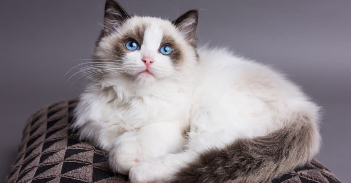Gatto Ragdoll vs Maine Coon: quali sono le differenze?