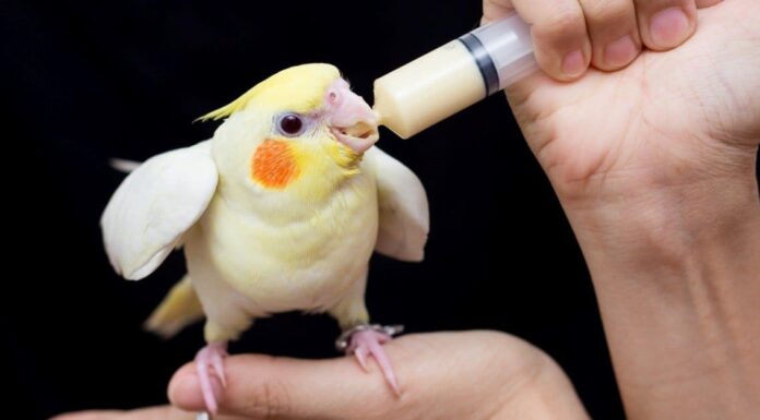 Cockatiel vs Parrocchetto: 5 differenze chiave per decidere quale è giusto per te
